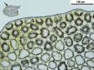 Mylia taylorii