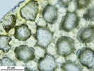 Mylia taylorii