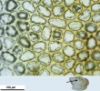 Mylia taylorii