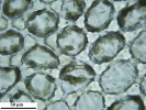 Mylia taylorii