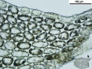 Mylia taylorii