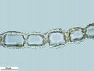 Mylia taylorii