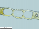 Mylia taylorii
