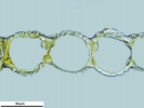 Mylia taylorii
