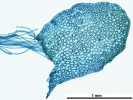 Mylia taylorii