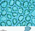 Mylia taylorii
