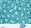 Mylia taylorii