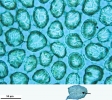 Mylia taylorii