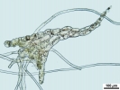 Mylia taylorii