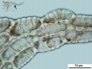 Mylia taylorii