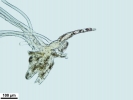 Mylia taylorii