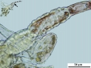 Mylia taylorii