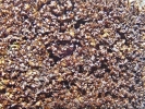 Marsupella sparsifolia