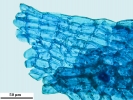 Marsupella sparsifolia