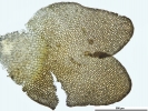 Marsupella sparsifolia