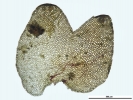 Marsupella sparsifolia