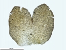 Marsupella sparsifolia
