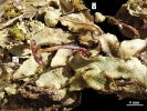 Marchantia chenopoda