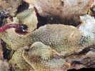Marchantia chenopoda