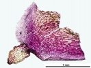 Marchantia chenopoda