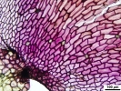 Marchantia chenopoda