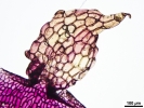 Marchantia chenopoda