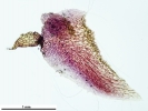 Marchantia chenopoda