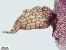 Marchantia chenopoda