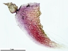 Marchantia chenopoda