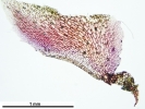 Marchantia chenopoda
