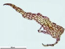 Marchantia chenopoda