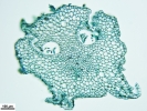 Marchantia chenopoda