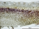 Marchantia chenopoda
