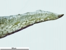 Marchantia chenopoda