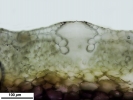 Marchantia chenopoda