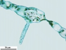 Metzgeria albinea var. albinea