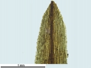 Pogonatum tortile