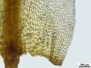 Pogonatum tortile