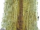 Pogonatum tortile
