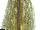 Pogonatum tortile