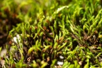 Schistidium trichodon