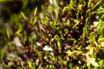 Schistidium trichodon