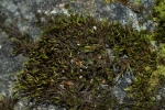 Schistidium trichodon