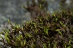 Schistidium trichodon