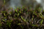 Schistidium trichodon