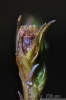 Schistidium trichodon