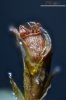 Schistidium trichodon