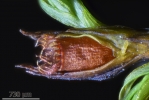 Schistidium trichodon