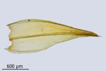 Schistidium trichodon