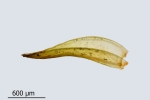 Schistidium trichodon